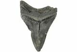 Serrated, Fossil Megalodon Tooth - South Carolina #203088-1